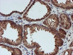 CRYZL1 Antibody (OTI2F9), Novus Biologicals 0.1mL; Unlabeled:Antibodies,