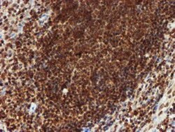 CRYZL1 Antibody (OTI2F9), Novus Biologicals 0.1mL; Unlabeled:Antibodies,