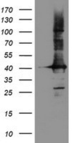 CRYZL1 Antibody (OTI2F9), Novus Biologicals 0.1mL; Unlabeled:Antibodies,