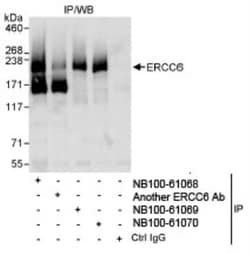 CSB Antibody, Novus Biologicals 0.1mg; Unlabeled:Antibodies, Polyclonal