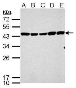 CS Citrate Synthase Antibody (1761), Novus Biologicals 0.1mL; Unlabeled:Antibodies
