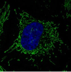 CS Citrate Synthase Antibody (CL2545), Novus Biologicals:Antibodies:Primary