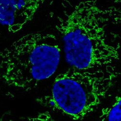 CS Citrate Synthase Antibody (CL2545), Novus Biologicals:Antibodies:Primary