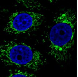 CS Citrate Synthase Antibody (CL2545), Novus Biologicals:Antibodies:Primary