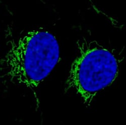 CS Citrate Synthase Antibody (CL2545), Novus Biologicals:Antibodies:Primary