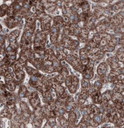 CS Citrate Synthase Antibody (CL2561), Novus Biologicals:Antibodies:Primary