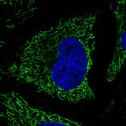 CS Citrate Synthase Antibody (CL2579), Novus Biologicals 0.1mL; Unlabeled:Antibodies,