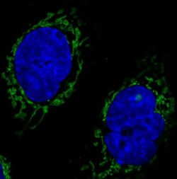 CS Citrate Synthase Antibody (CL2579), Novus Biologicals 0.1mL; Unlabeled:Antibodies,