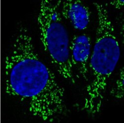 CS Citrate Synthase Antibody (CL2579), Novus Biologicals 0.1mL; Unlabeled:Antibodies,