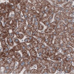 CS Citrate Synthase Antibody (CL2579), Novus Biologicals 0.1mL; Unlabeled:Antibodies,