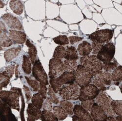 CS Citrate Synthase Antibody (CL2579), Novus Biologicals 0.1mL; Unlabeled:Antibodies,