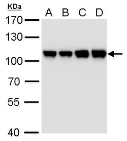 CSE1L/CAS/Exportin-2 Antibody (5111), Novus Biologicals 0.1mL; Unlabeled:Antibodies,