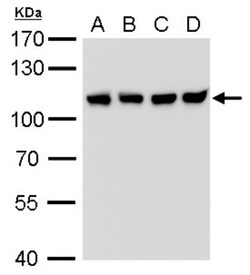 CSE1L/CAS/Exportin-2 Antibody (729), Novus Biologicals 0.1 mL | Buy Online | Novus Biologicals | Fisher Scientific