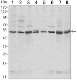 CSK Antibody (5F3), Novus Biologicals:Antibodies:Primary Antibodies