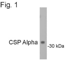 CSP Antibody, Novus Biologicals 100 &mu;g | Buy Online | Novus Biologicals | Fisher Scientific