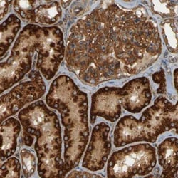 CSP Antibody, Novus Biologicals 0.1mL; Unlabeled:Antibodies, Polyclonal