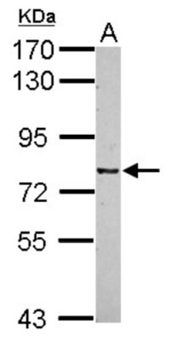 CSRP2BP Antibody, Novus Biologicals 0.1mL; Unlabeled:Antibodies, Polyclonal