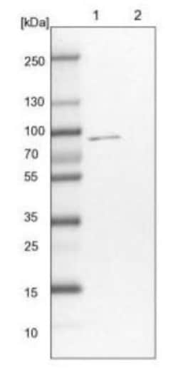 CSTF3 Antibody, Novus Biologicals 25 &mu;L | Buy Online | Novus Biologicals | Fisher Scientific