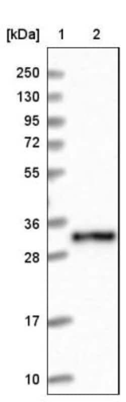 CSTP1 Antibody, Novus Biologicals:Antibodies:Primary Antibodies