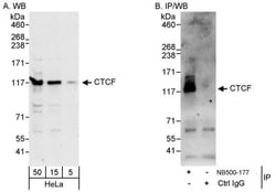 CTCF Antibody, Novus Biologicals 0.1mL; Unlabeled:Antibodies, Polyclonal