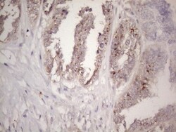 CTDSP2 Antibody (OTI7F5), Novus Biologicals 0.1mL; Unlabeled:Antibodies,