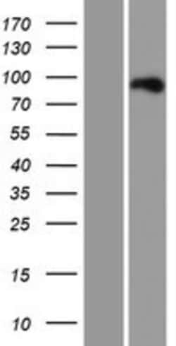 Novus Biologicals&trade;&nbsp;Ctip1 Overexpression Lysate