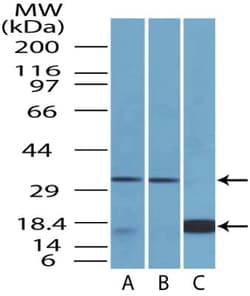 CTLA-4 Antibody (37B3D8.2F2) - BSA Free, Novus Biologicals 0.025mg; Unlabeled:Antibodies,