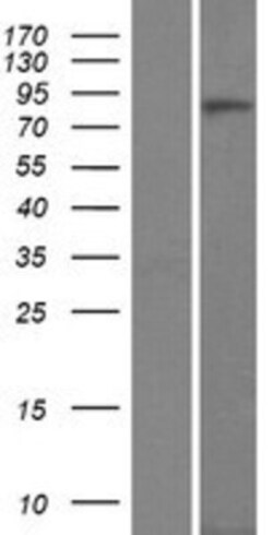 Novus Biologicals&trade;&nbsp;CTNNA3 Overexpression Lysate