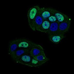 CTNNBL1 Antibody (1E4F5) - BSA Free, Novus Biologicals 0.1mL; Unlabeled:Antibodies,