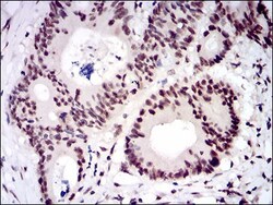 CTNNBL1 Antibody (1E4F5) - BSA Free, Novus Biologicals 0.1mL; Unlabeled:Antibodies,