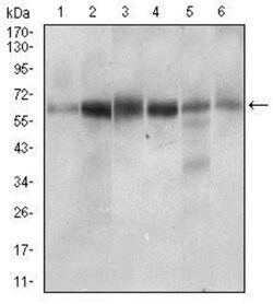 CTNNBL1 Antibody (1E4F5) - BSA Free, Novus Biologicals 0.1mL; Unlabeled:Antibodies,