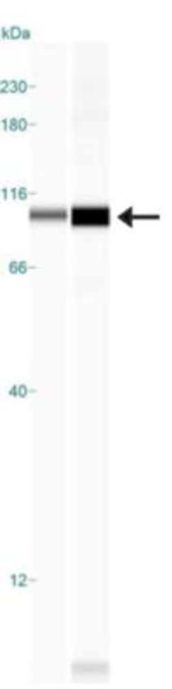 CTR2 Antibody - BSA Free, Novus Biologicals 0.1mL; Unlabeled:Antibodies,