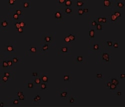 CTRP2 Antibody - BSA Free, Novus Biologicals 0.025 mg, Unconjugated:Antibodies,