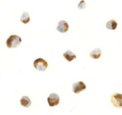 CTRP7 Antibody - BSA Free, Novus Biologicals 0.1mg; Unlabeled:Antibodies,