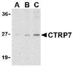CTRP7 Antibody - BSA Free, Novus Biologicals 0.1mg; Unlabeled:Antibodies,
