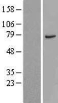 Novus Biologicals&trade;&nbsp;CTTNBP2NL Overexpression Lysate