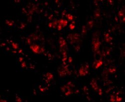 CUEDC1 Antibody - BSA Free, Novus Biologicals 0.1mg; Unlabeled:Antibodies,