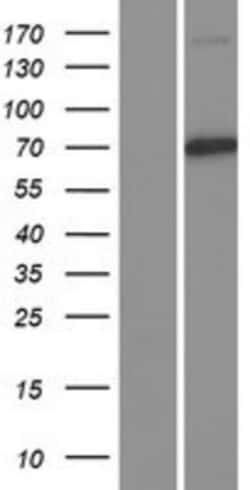 Novus Biologicals&trade;&nbsp;Cullin 1 Overexpression Lysate