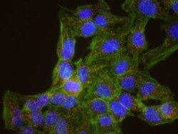 Cullin 4a Antibody, Novus Biologicals 0.1 mL | Buy Online | Novus Biologicals | Fisher Scientific