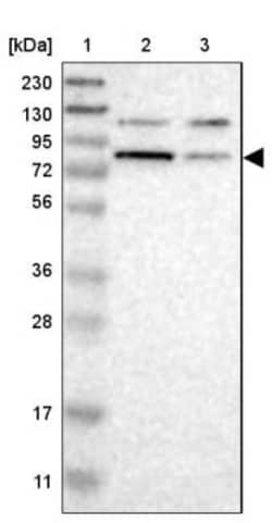 Cullin 5 Antibody, Novus Biologicals 25 &mu;L; Unlabeled:Antibodies, Polyclonal