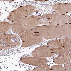 CUTC Antibody, Novus Biologicals 25 &mu;L; Unlabeled:Antibodies, Polyclonal