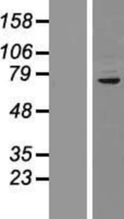 Novus Biologicals&trade;&nbsp;CDP/CUTL1 Overexpression Lysate