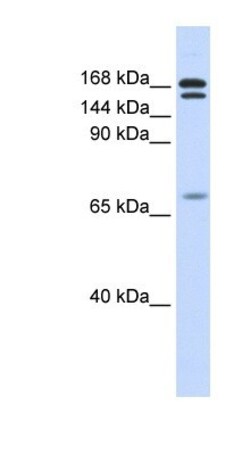 CUTL2 Antibody, Novus Biologicals 0.05mg; Unlabeled:Antibodies, Polyclonal