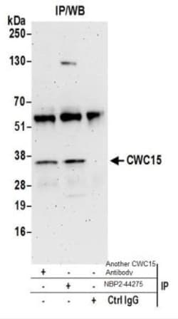 CWC15 Antibody, Novus Biologicals 0.1mg:Antibodies, Polyclonal