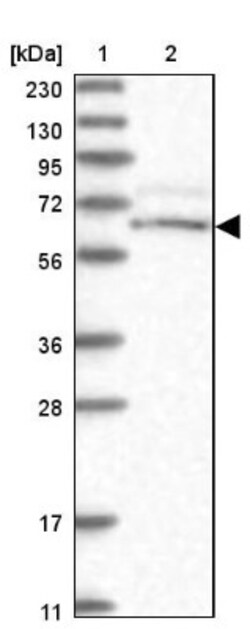 CWF19L1 Antibody, Novus Biologicals 0.1mL; Unlabeled:Antibodies, Polyclonal