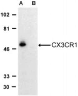 CX3CR1 Antibody - BSA Free, Novus Biologicals 0.1mg; Unlabeled:Antibodies,