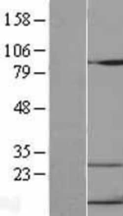 Novus Biologicals&trade;&nbsp;CXCL10/IP-10/CRG-2 Overexpression Lysate