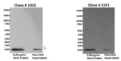 CXCL11/I-TAC Antibody (10C6), Novus Biologicals 50 &mu;g, Unlabeled:Antibodies,