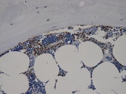 CXCL12/SDF-1 Antibody (MM0211-9N26) - Azide and BSA Free, Novus Biologicals:Antibodies:Primary