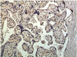 CXCL12/SDF-1 Antibody (MM0211-9N26) - Azide and BSA Free, Novus Biologicals:Antibodies:Primary
